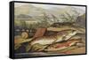 Illustration of Fishing Tackle with a Trout and a Charr-Bettmann-Framed Stretched Canvas