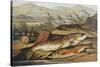 Illustration of Fishing Tackle with a Trout and a Charr-Bettmann-Stretched Canvas