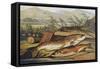 Illustration of Fishing Tackle with a Trout and a Charr-Bettmann-Framed Stretched Canvas