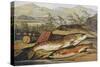 Illustration of Fishing Tackle with a Trout and a Charr-Bettmann-Stretched Canvas