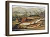 Illustration of Fishing Tackle with a Trout and a Charr-Bettmann-Framed Giclee Print