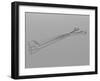 Illustration of Forceps-null-Framed Art Print