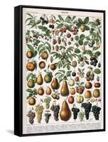 Illustration of Fruit Varieties, C.1905-10-Alillot-Framed Stretched Canvas