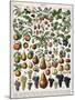 Illustration of Fruit Varieties, C.1905-10-Alillot-Mounted Giclee Print