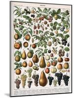 Illustration of Fruit Varieties, C.1905-10-Alillot-Mounted Giclee Print