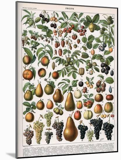 Illustration of Fruit Varieties, C.1905-10-Alillot-Mounted Giclee Print