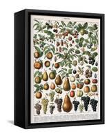 Illustration of Fruit Varieties, C.1905-10-Alillot-Framed Stretched Canvas