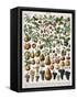 Illustration of Fruit Varieties, C.1905-10-Alillot-Framed Stretched Canvas