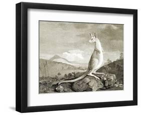 Illustration of Kangaroo-null-Framed Premium Giclee Print