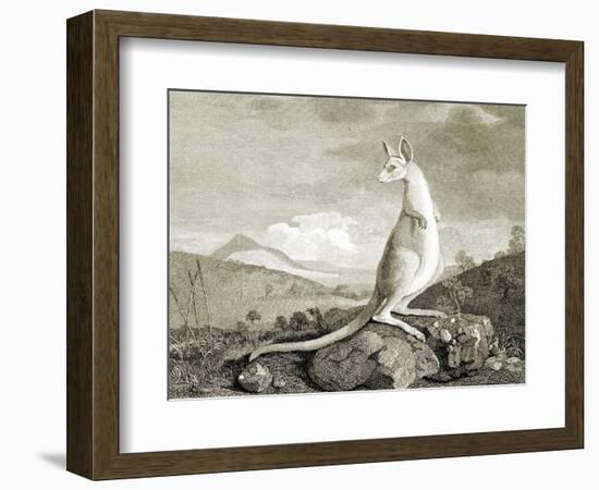 Illustration of Kangaroo-null-Framed Giclee Print