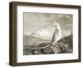 Illustration of Kangaroo-null-Framed Giclee Print