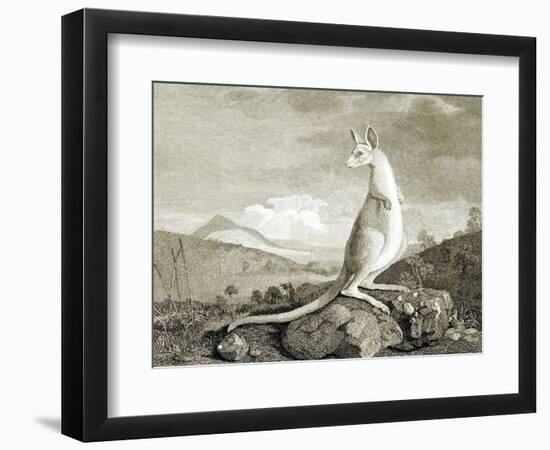 Illustration of Kangaroo-null-Framed Giclee Print