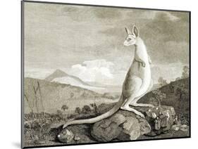 Illustration of Kangaroo-null-Mounted Giclee Print