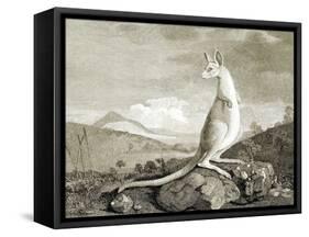 Illustration of Kangaroo-null-Framed Stretched Canvas