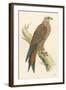 Illustration of Kite on Branch-null-Framed Art Print