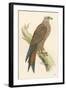 Illustration of Kite on Branch-null-Framed Art Print