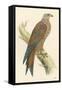 Illustration of Kite on Branch-null-Framed Stretched Canvas