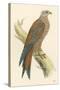 Illustration of Kite on Branch-null-Stretched Canvas