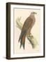 Illustration of Kite on Branch-null-Framed Art Print