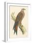 Illustration of Kite on Branch-null-Framed Art Print