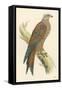 Illustration of Kite on Branch-null-Framed Stretched Canvas