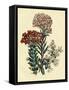 Illustration of Leafy and Colorful Flowers-Bettmann-Framed Stretched Canvas