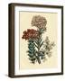 Illustration of Leafy and Colorful Flowers-Bettmann-Framed Giclee Print