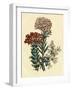 Illustration of Leafy and Colorful Flowers-Bettmann-Framed Photographic Print