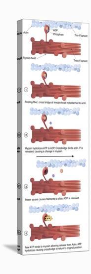 Illustration of Muscle Contraction (With Labels)-null-Stretched Canvas