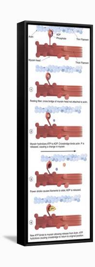 Illustration of Muscle Contraction (With Labels)-null-Framed Stretched Canvas