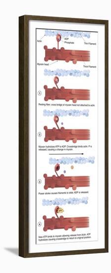 Illustration of Muscle Contraction (With Labels)-null-Framed Premium Giclee Print