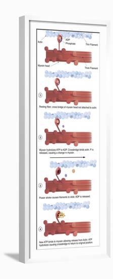 Illustration of Muscle Contraction (With Labels)-null-Framed Premium Giclee Print