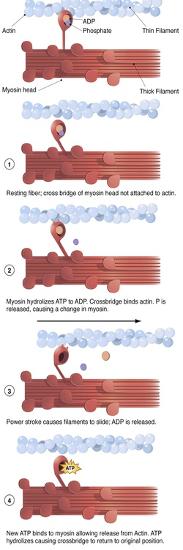 'Illustration of Muscle Contraction (With Labels)' Prints | AllPosters.com