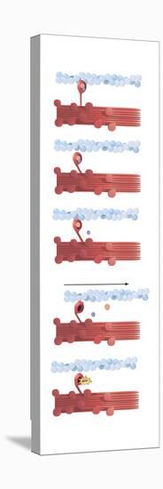 Illustration of Muscle Contraction-null-Stretched Canvas