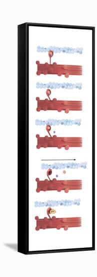 Illustration of Muscle Contraction-null-Framed Stretched Canvas