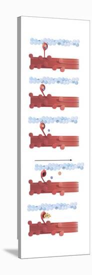 Illustration of Muscle Contraction-null-Stretched Canvas