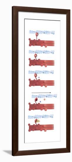 Illustration of Muscle Contraction-null-Framed Art Print