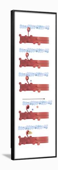 Illustration of Muscle Contraction-null-Framed Art Print