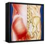 Illustration of Muscles of the Back with Bones-John Bavosi-Framed Stretched Canvas