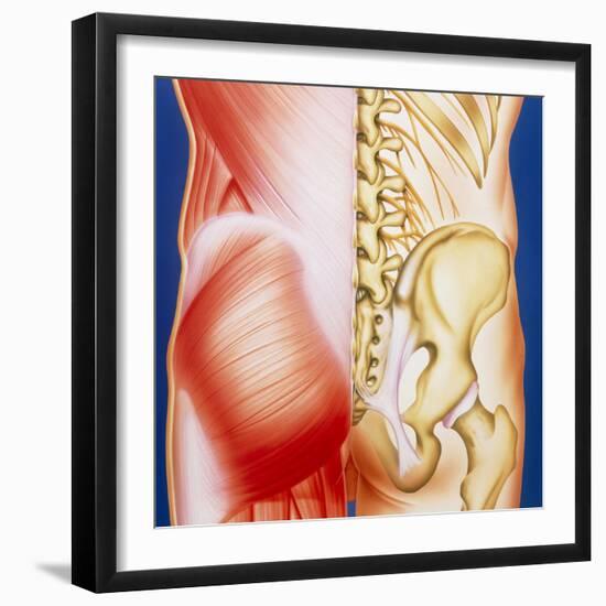 Illustration of Muscles of the Back with Bones-John Bavosi-Framed Premium Photographic Print