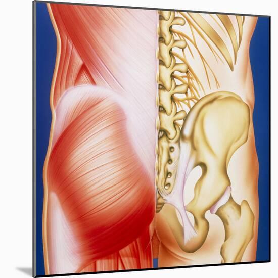 Illustration of Muscles of the Back with Bones-John Bavosi-Mounted Premium Photographic Print