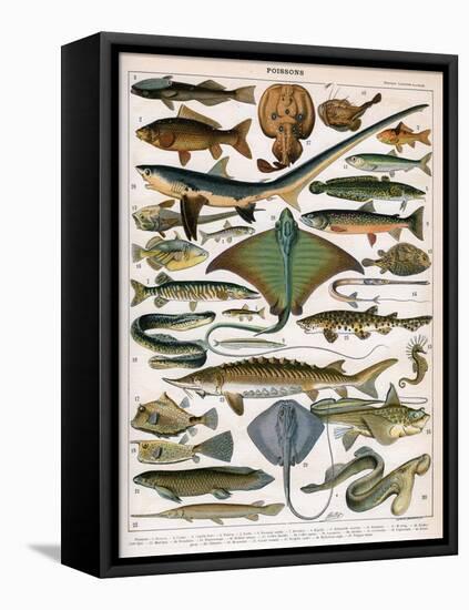 Illustration of Ocean Fish, C.1905-10-Alillot-Framed Stretched Canvas