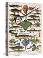 Illustration of Ocean Fish, C.1905-10-Alillot-Stretched Canvas