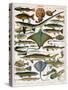 Illustration of Ocean Fish, C.1905-10-Alillot-Stretched Canvas