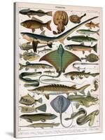 Illustration of Ocean Fish, C.1905-10-Alillot-Stretched Canvas