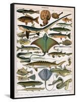 Illustration of Ocean Fish, C.1905-10-Alillot-Framed Stretched Canvas