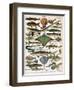 Illustration of Ocean Fish, C.1905-10-Alillot-Framed Premium Giclee Print