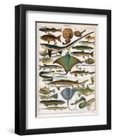 Illustration of Ocean Fish, C.1905-10-Alillot-Framed Premium Giclee Print