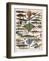 Illustration of Ocean Fish, C.1905-10-Alillot-Framed Giclee Print