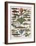 Illustration of Ocean Fish, C.1905-10-Alillot-Framed Giclee Print